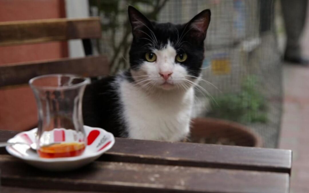Kedi